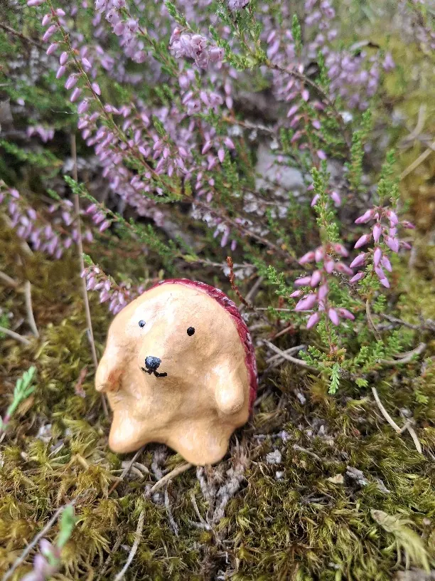 Vaalea siili kanervikossa